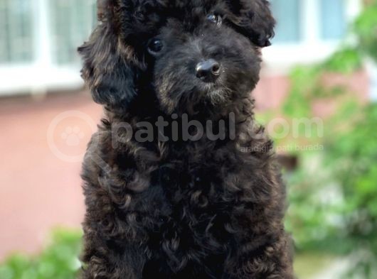 Black Minyatür Poodle görsel