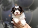 Dizayn Irk Morkie