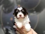 Dizayn Irk Morkie