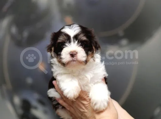 Dizayn Irk Morkie