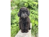 Black Minyatür Poodle