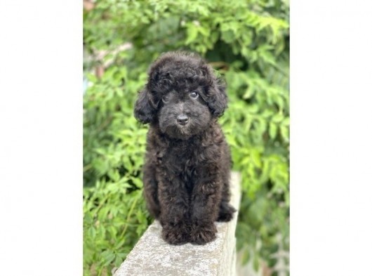 Black Minyatür Poodle görsel