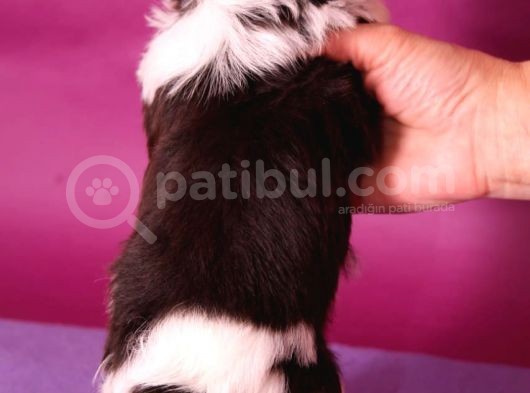 Dizayn Irk Morkie görsel
