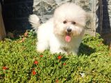 Bichon Frise Yavrularımız