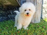 Bichon Frise Yavrularımız