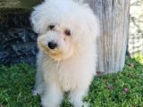 Bichon Frise Yavrularımız
