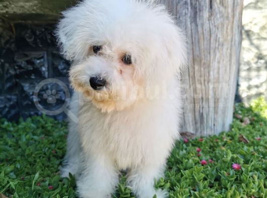 Bichon Frise Yavrularımız görsel