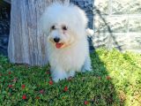 Bichon Frise Yavrularımız