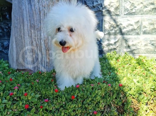 Bichon Frise Yavrularımız görsel
