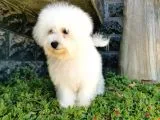 Bichon Frise yavrularımız