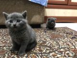 Anne Altindan Bri̇ti̇sh & Scotti̇sh Yavrular