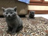 ANNE ALTINDAN BRİTİSH & SCOTTİSH YAVRULAR