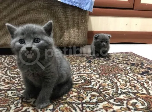 Anne Altindan Bri̇ti̇sh & Scotti̇sh Yavrular