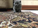 Anne Altindan Bri̇ti̇sh & Scotti̇sh Yavrular