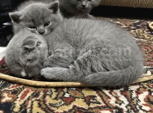 Anne Altindan Bri̇ti̇sh & Scotti̇sh Yavrular görsel