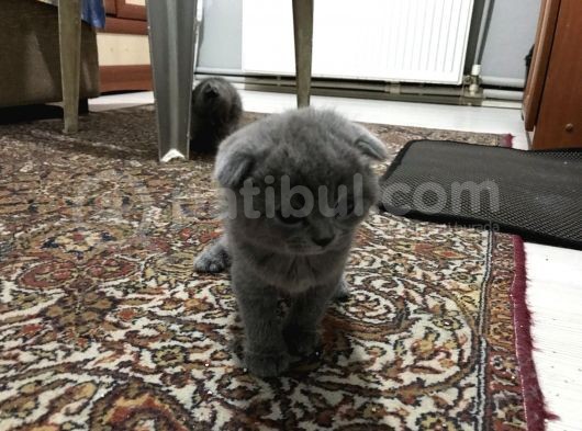 Anne Altindan Bri̇ti̇sh & Scotti̇sh Yavrular görsel