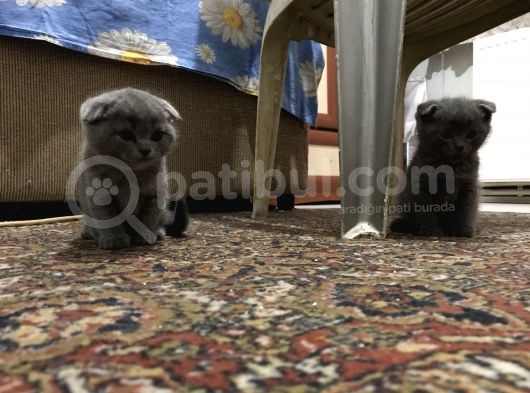 Anne Altindan Bri̇ti̇sh & Scotti̇sh Yavrular görsel