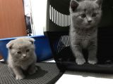 Anne Altindan Bri̇ti̇sh & Scotti̇sh Yavrular