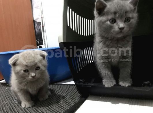 Anne Altindan Bri̇ti̇sh & Scotti̇sh Yavrular görsel