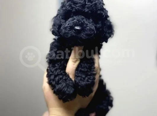 İrkinin En İyisi Black Poodle Yavrularimiz