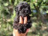 İrkinin En İyisi Black Poodle Yavrularimiz