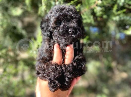 İrkinin En İyisi Black Poodle Yavrularimiz görsel