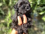 İrkinin En İyisi Black Poodle Yavrularimiz