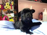 Black French Bulldog Yavrum Teslime Hazır