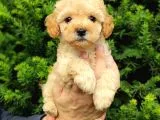 Apricot Dişi Kayısı Renk Toy Poodle Yavrumuz