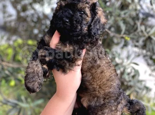 Phantom Özel Renk Toy Poodle Yavrumuz