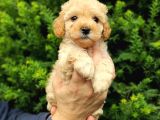 Apricot Dişi Kayısı Renk Toy Poodle Yavrumuz