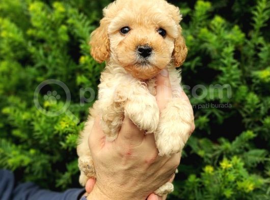 Apricot Dişi Kayısı Renk Toy Poodle Yavrumuz görsel