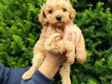Irk Ve Sağlik Garanti̇li̇ Apri̇cot Toy Poodle Yavrularimiz