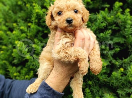 Irk Ve Sağlik Garanti̇li̇ Apri̇cot Toy Poodle Yavrularimiz görsel