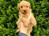 Safkan Fark Apri̇cot Toy Poodle Yavrularimiz