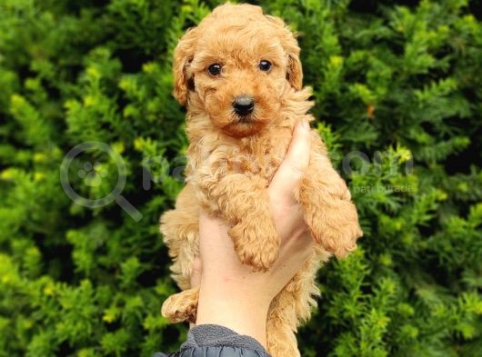 Safkan Fark Apri̇cot Toy Poodle Yavrularimiz görsel