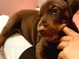 King Kızıl Doberman Yavrum