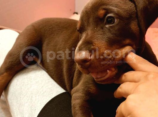 King Kızıl Doberman Yavrum görsel