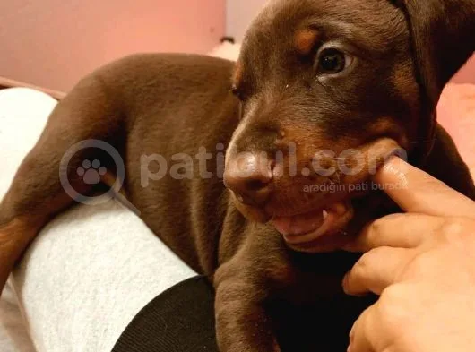 King Kızıl Doberman Yavrum