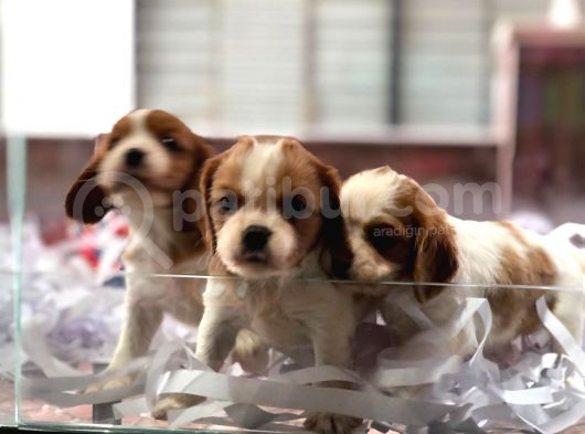 King Charles Cavalier görsel