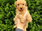 Safkan Fark Apri̇cot Toy Poodle Yavrularimiz