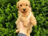 SAFKAN FARK APRİCOT TOY POODLE YAVRULARIMIZ
