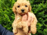 Dark Apri̇cot Erkek Toy Poodle Yavrularimiz