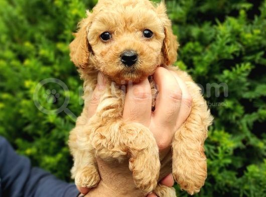 Dark Apri̇cot Erkek Toy Poodle Yavrularimiz görsel