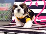 Orjinal Shihtzu Yavrum