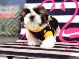 Orjinal Shihtzu Yavrum