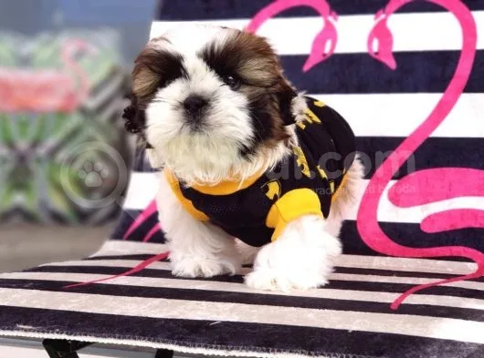 Orjinal Shihtzu Yavrum
