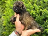 Phantom Özel Renk Toy Poodle Yavrumuz