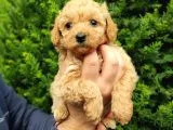 DARK APRİCOT ERKEK TOY POODLE YAVRULARIMIZ