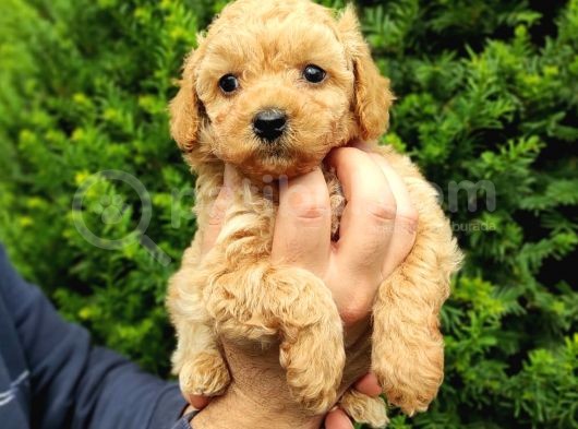 Dark Apri̇cot Erkek Toy Poodle Yavrularimiz görsel